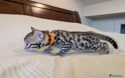 Bengal cats for sale: 🖤🤎 Gorgeous Bengal Kittens 🤎🖤 - Image 21