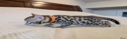 Bengal cats for sale: 🖤🤎 Gorgeous Bengal Kittens 🤎🖤 - Advert 24
