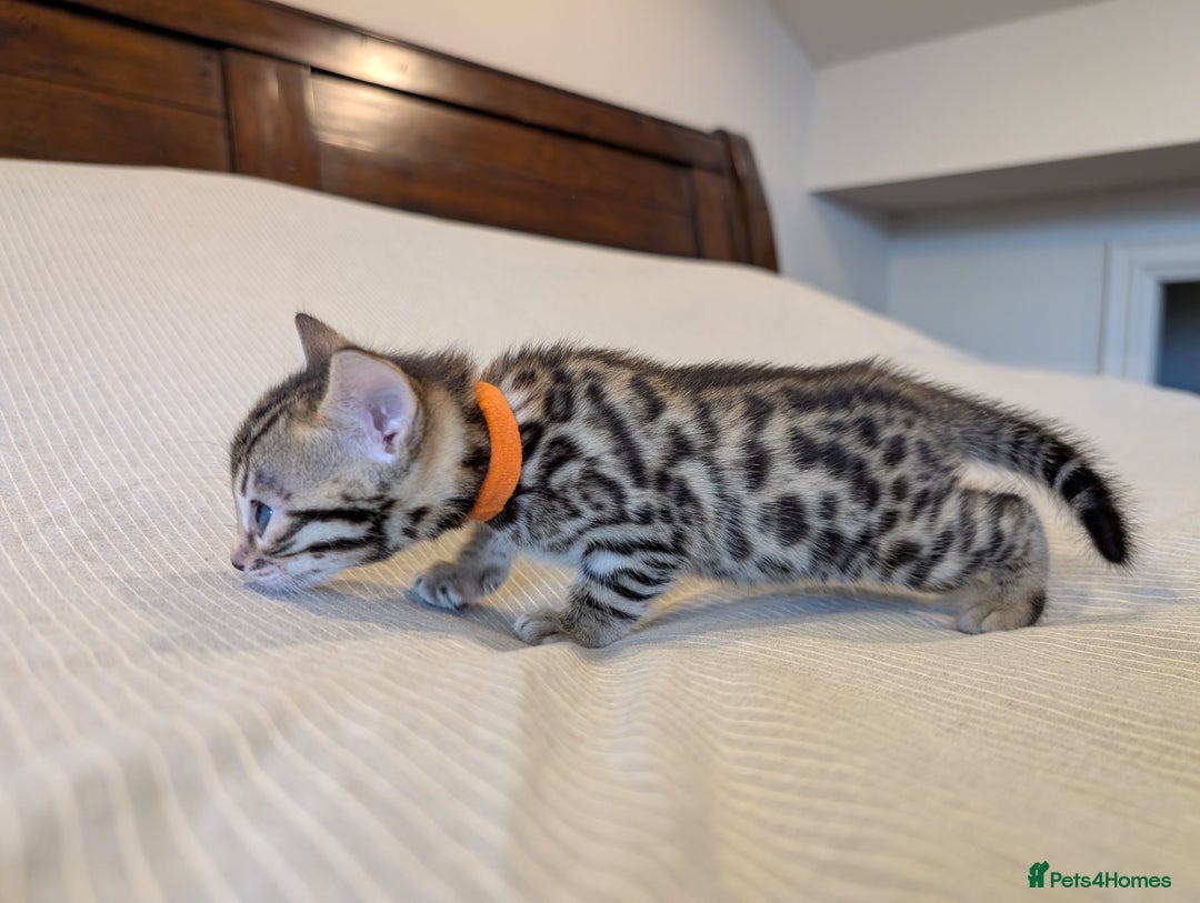 Bengal cats for sale: 🖤🤎 Gorgeous Bengal Kittens 🤎🖤 - Image 21