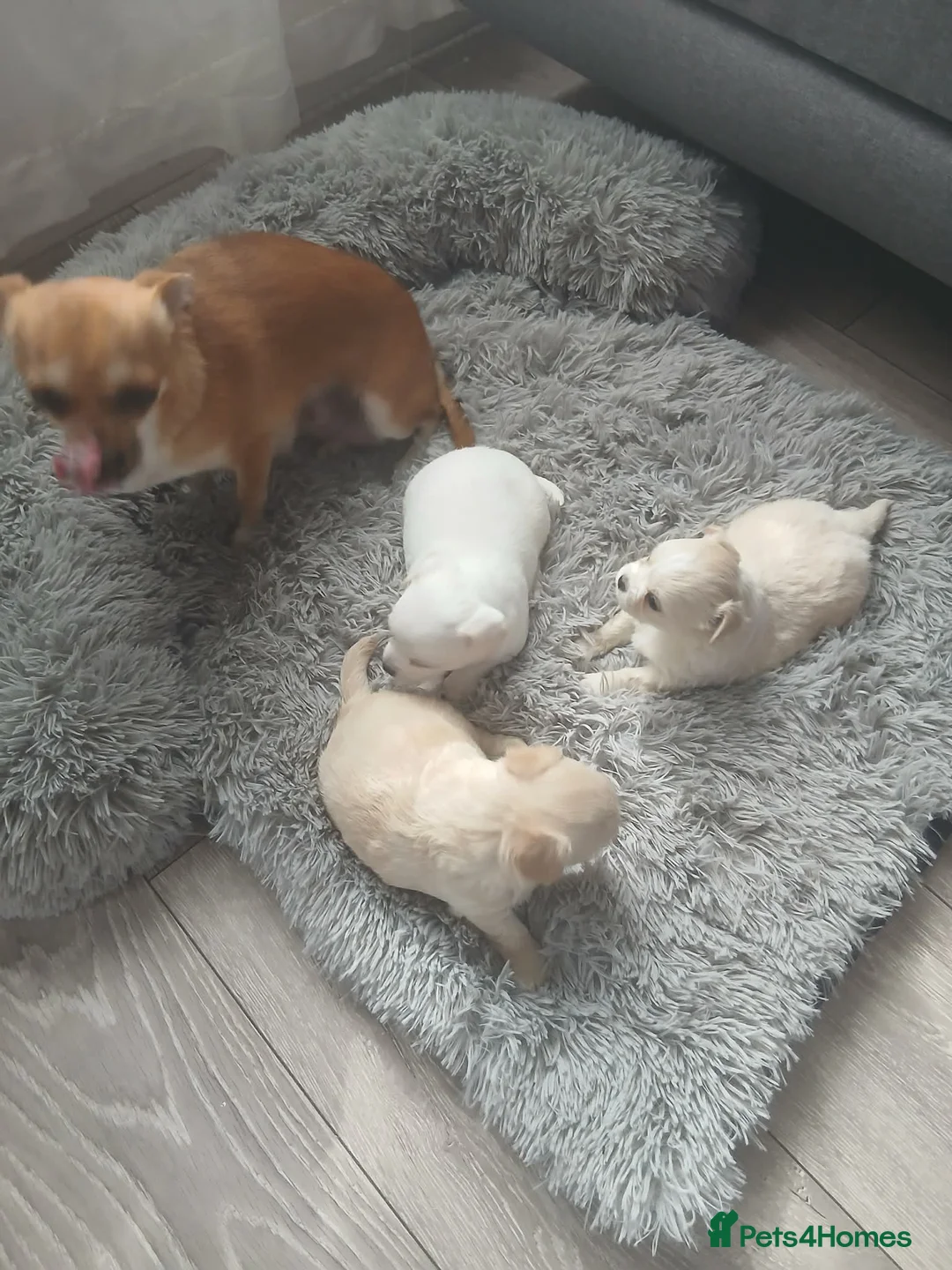Chihuahua dogs for sale: Julia in Newcastle upon Tyne - Advert 2