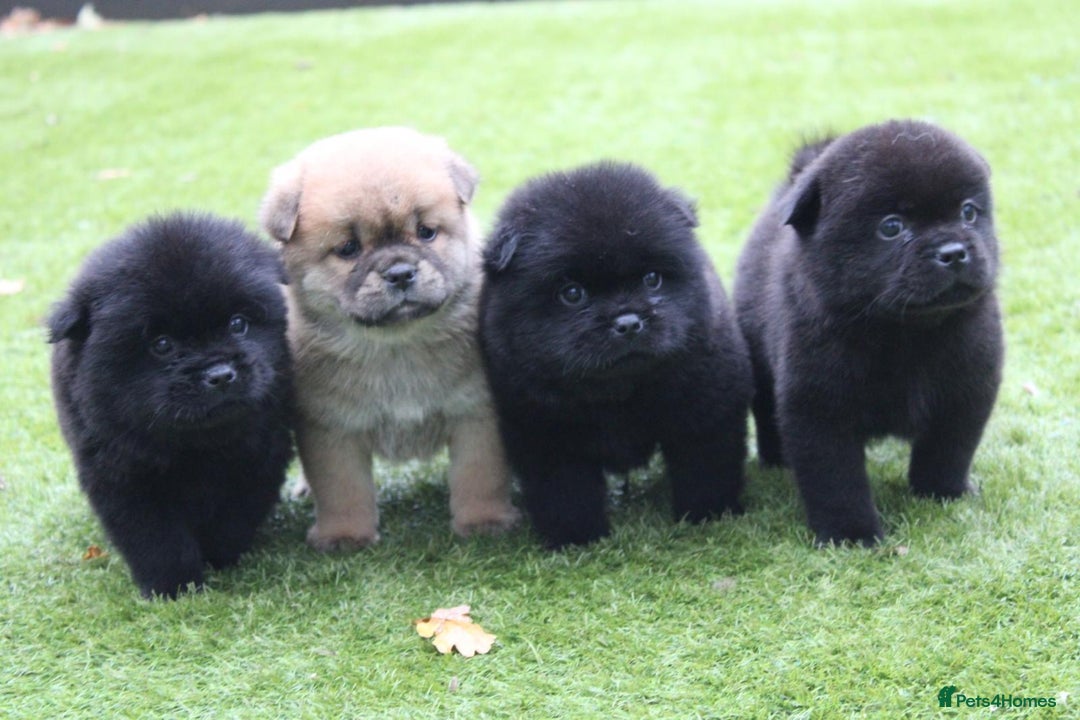 Chow Chow dogs for sale: 🐾Chow chow cross Japanese chin 🐾 - Advert 2
