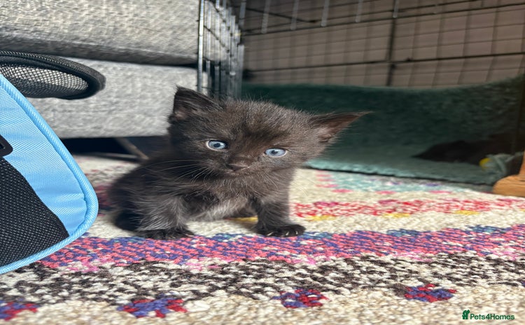Mixed Breed cats - Advert 9