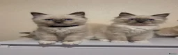 Ragdoll cats for sale: 🐾 Ragdoll Kittens Ready now !  - Advert 14
