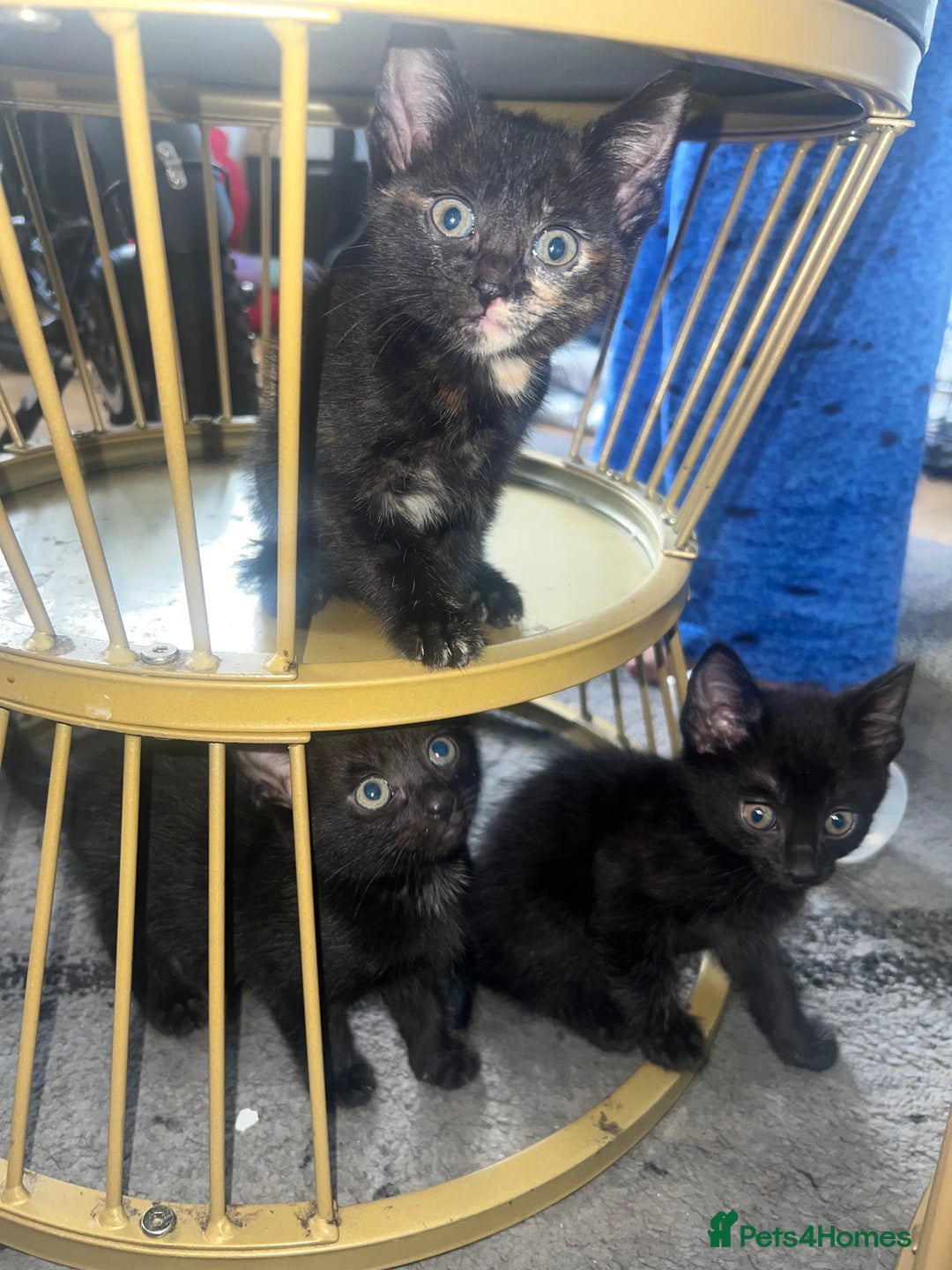 Bengal cats for sale: HALF BENGAL KITTENS FOR SALE  - Image 4