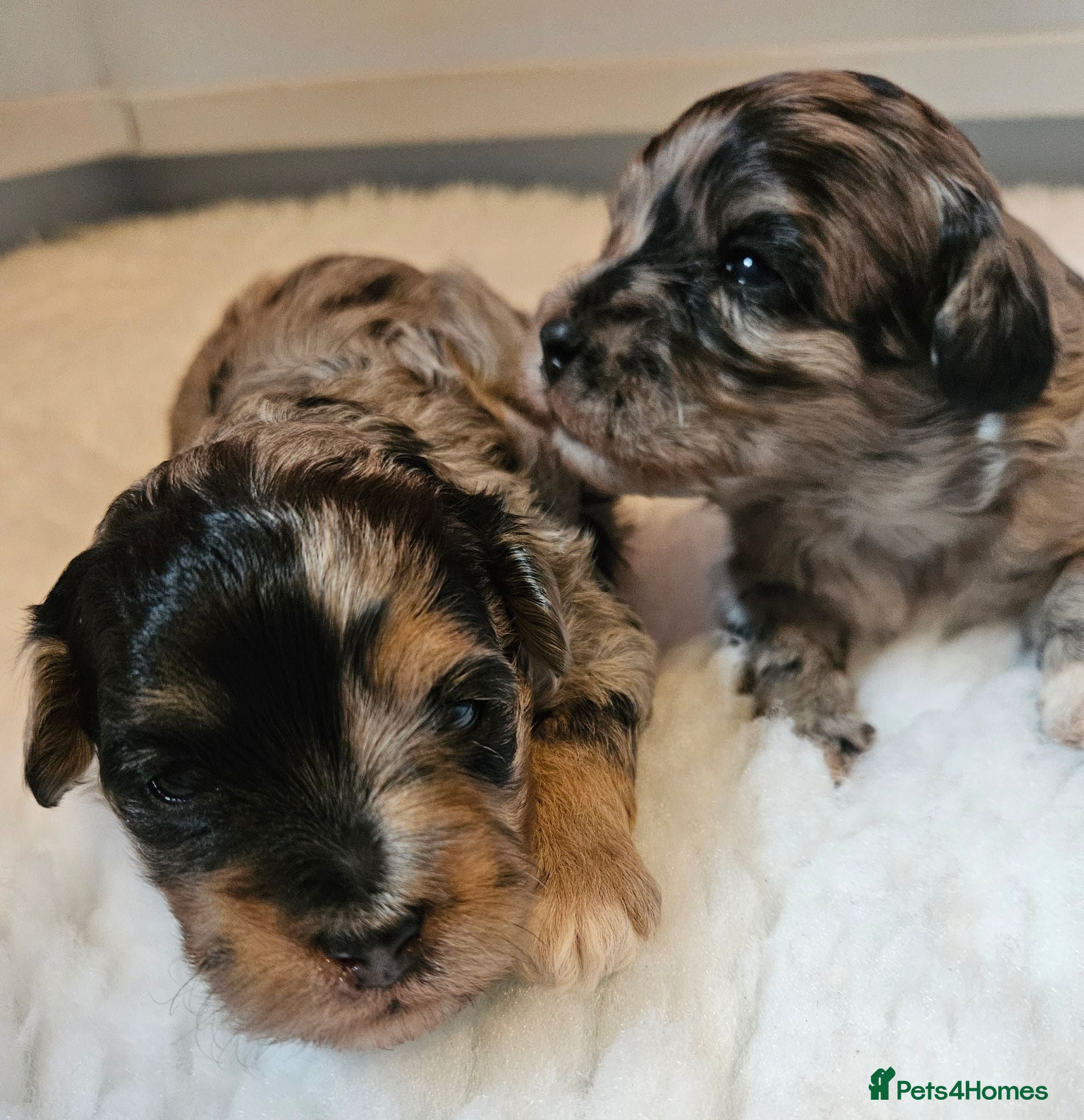 Maltipoo dogs Beautiful Blue Merle Maltipoos - Advert 1