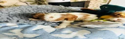 Cavalier King Charles Spaniel dogs for sale: 6 SWEET LITTLE BEAUTIES 2 boys 4 girls  - Advert 22