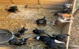 Jack Russell dogs for sale: Adorable Jack Russell puppies  - Image 4