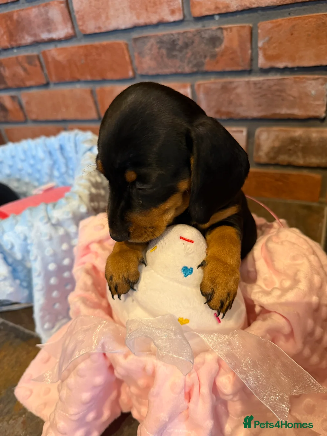 Dachshund dogs for sale: Miniature dachshunds  - Advert 5