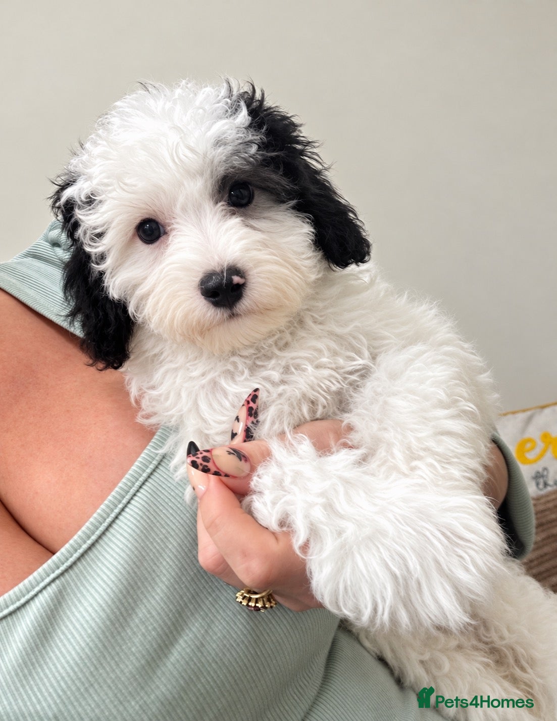 Maltipoo dogs for sale: Toy maltipoo puppies - Advert 10