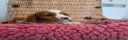 Cavalier King Charles Spaniel dogs for sale: Cavalier king charles pups - Advert 13