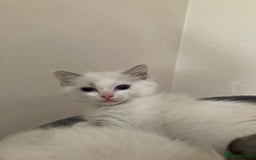 Ragdoll cats for sale: Ragdoll cross kittens  - Image 6