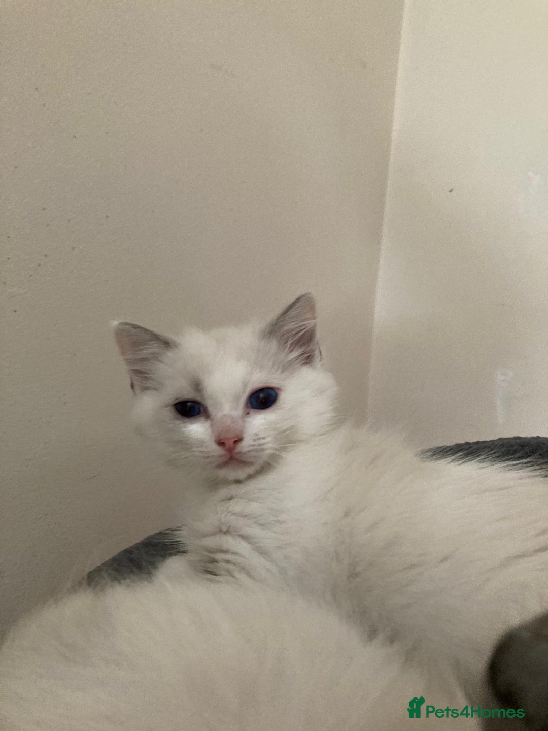 Ragdoll cats for sale: Ragdoll cross kittens  - Image 6