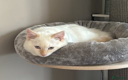 RagaMuffin cats for sale: Ghost - Image 9
