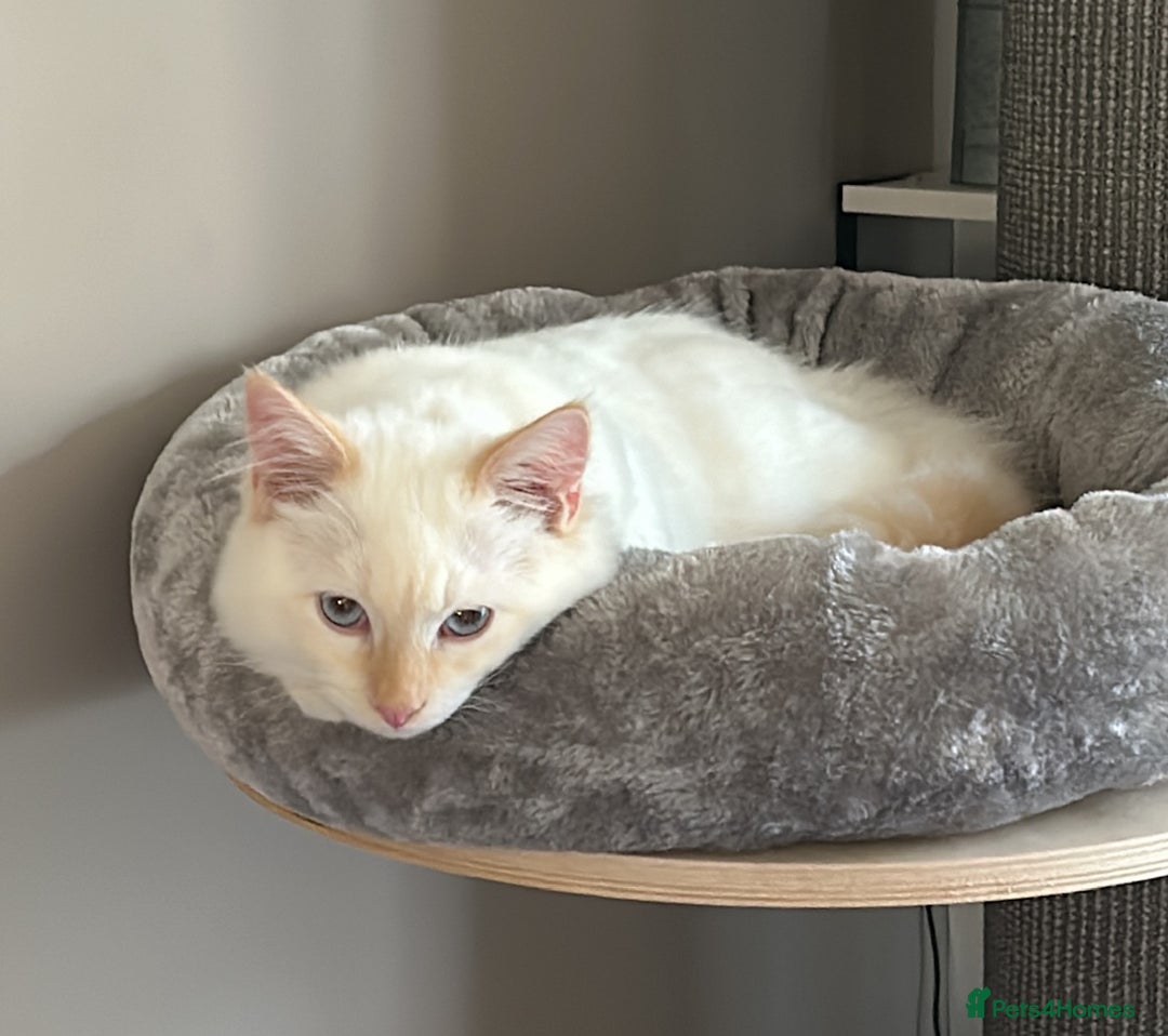 RagaMuffin cats for sale: Ghost - Image 9