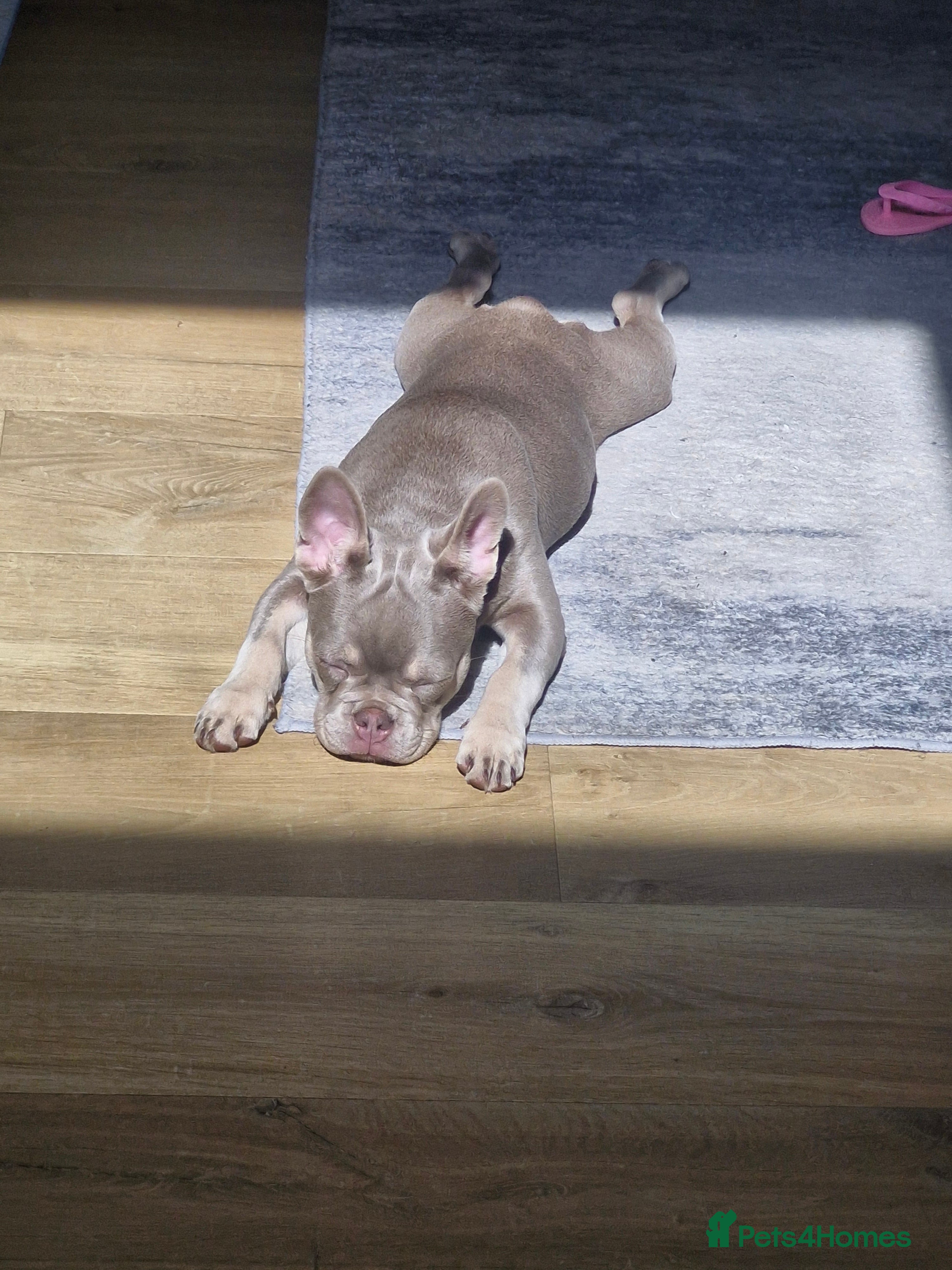 French Bulldog dogs for sale: French bulldog female in Ashford - Advert 2