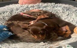 Dachshund dogs for sale: Last pup of the litter  - Image 3