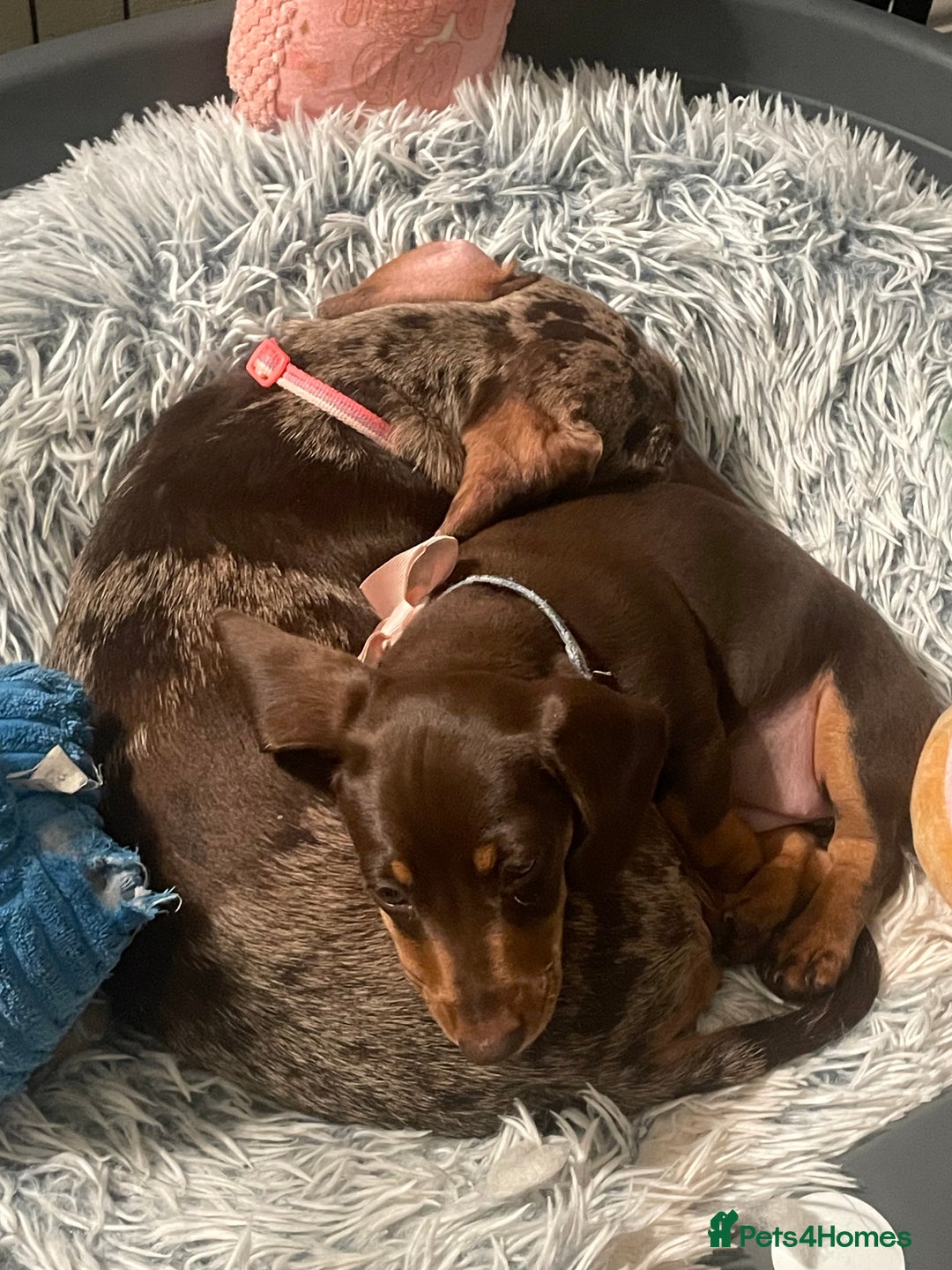 Dachshund dogs for sale: Last pup of the litter  - Image 3