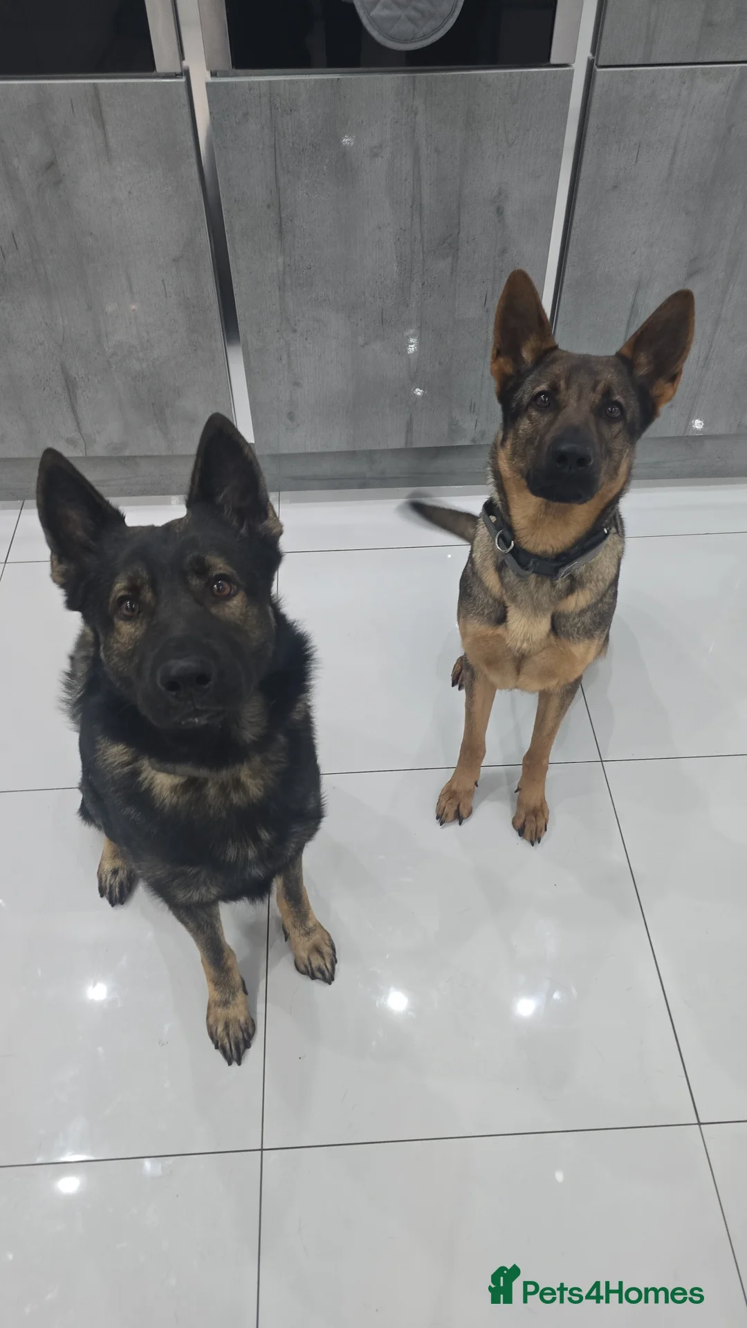 German Shepherd dogs for sale: Working line german shepherd pups  - Advert 12