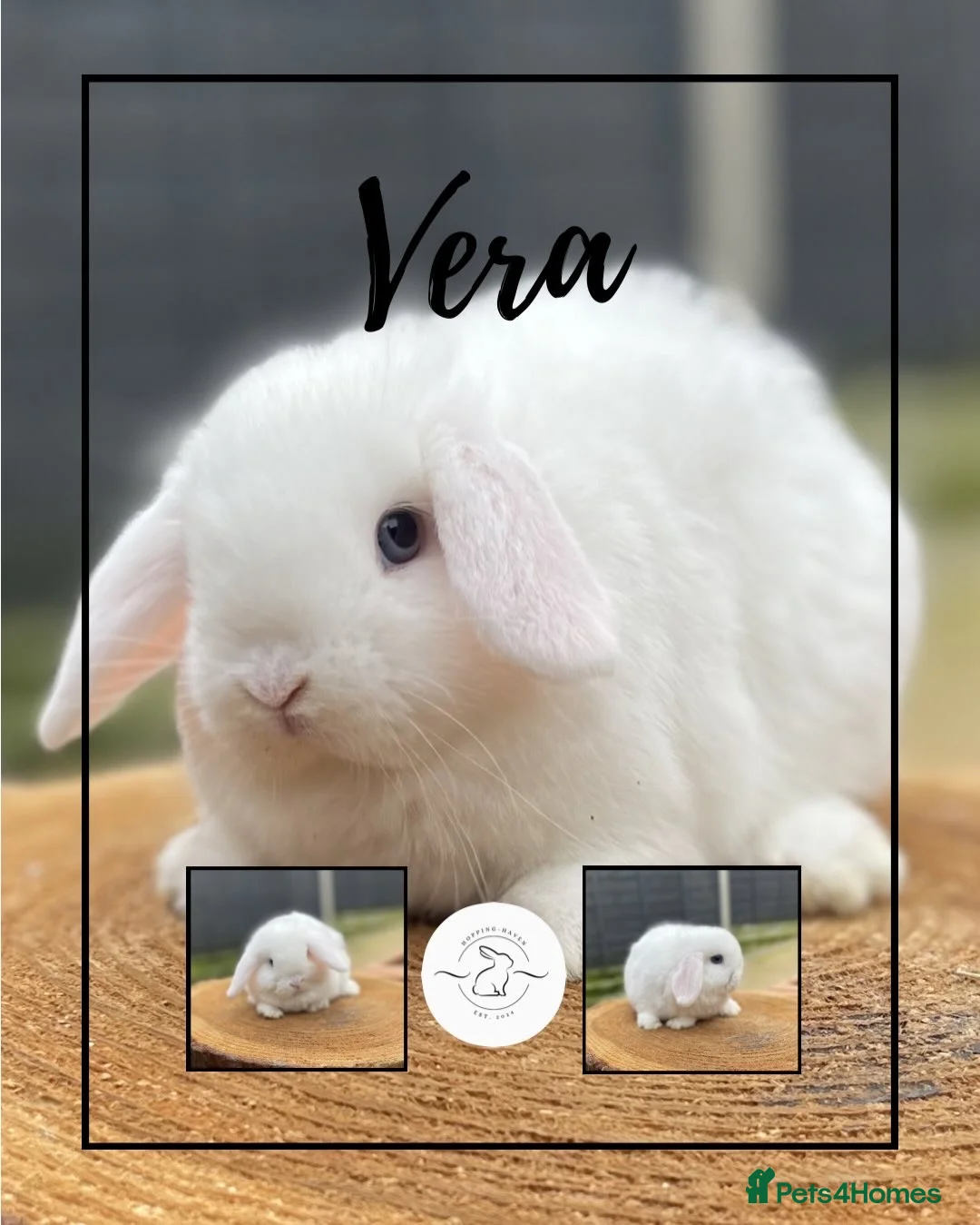 Mini Lop rabbits for sale: Mini lop babies looking for forever homes - Advert 2