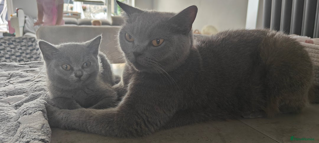 British Shorthair cats for sale: British shorthair blue / lilac kittens  - Image 28