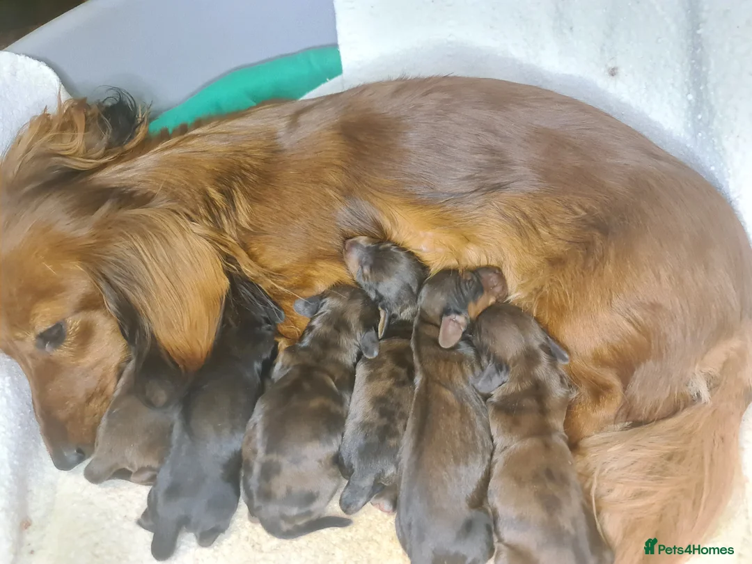 Miniature Dachshund dogs for sale: 6 beautiful long-haired dachshund pupps - Advert 10