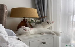 Persian cats for sale: Persian chinchilla kitten  - Image 7