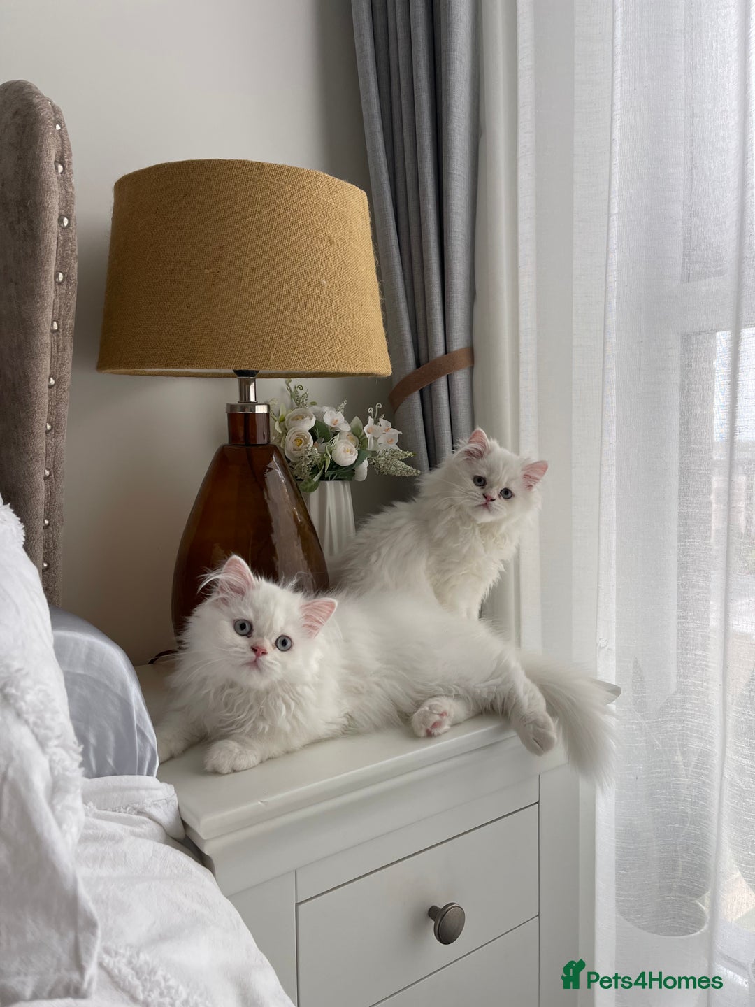 Persian cats for sale: Persian chinchilla kitten  - Image 7