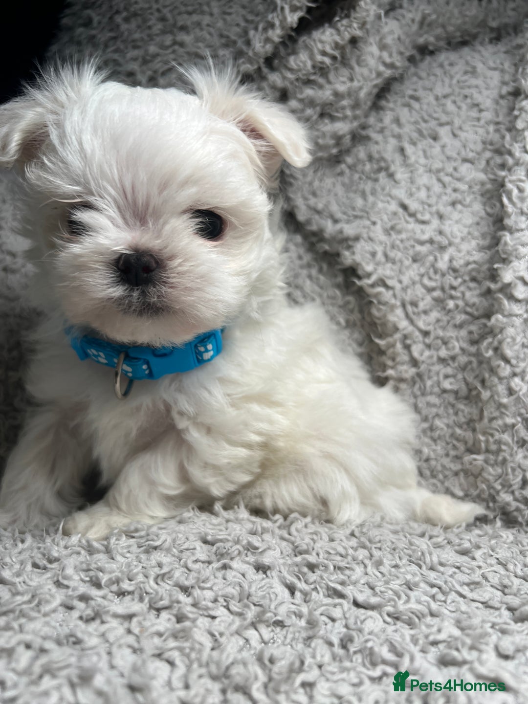 Maltese dogs for sale: Maltese puppies available  - Advert 12