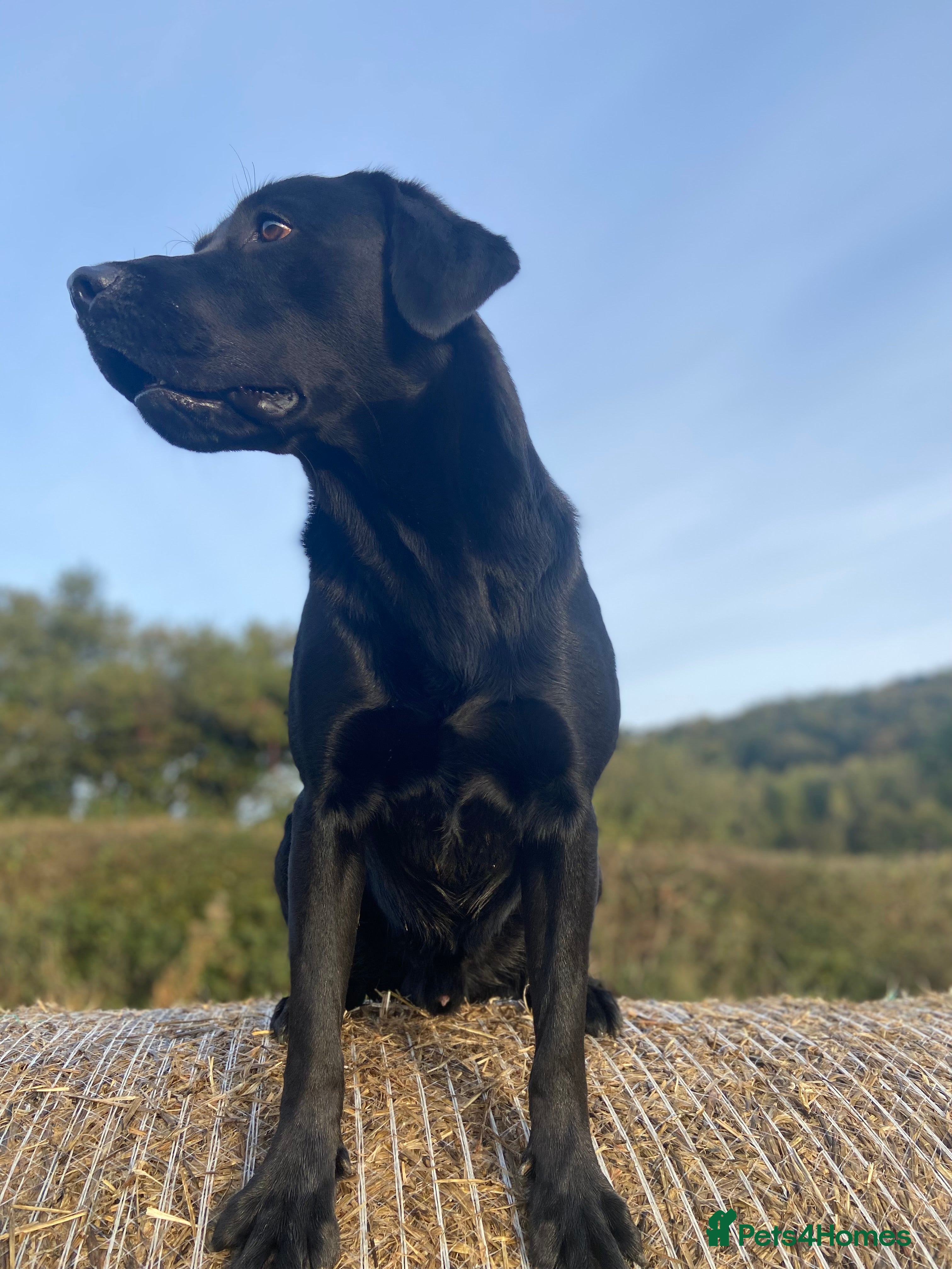 Labrador Retriever dogs KC Registered Black Lab For Stud in Scarborough - Advert 22