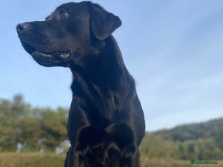 Labrador Retriever dogs KC Registered Black Lab For Stud in Scarborough - Advert 1