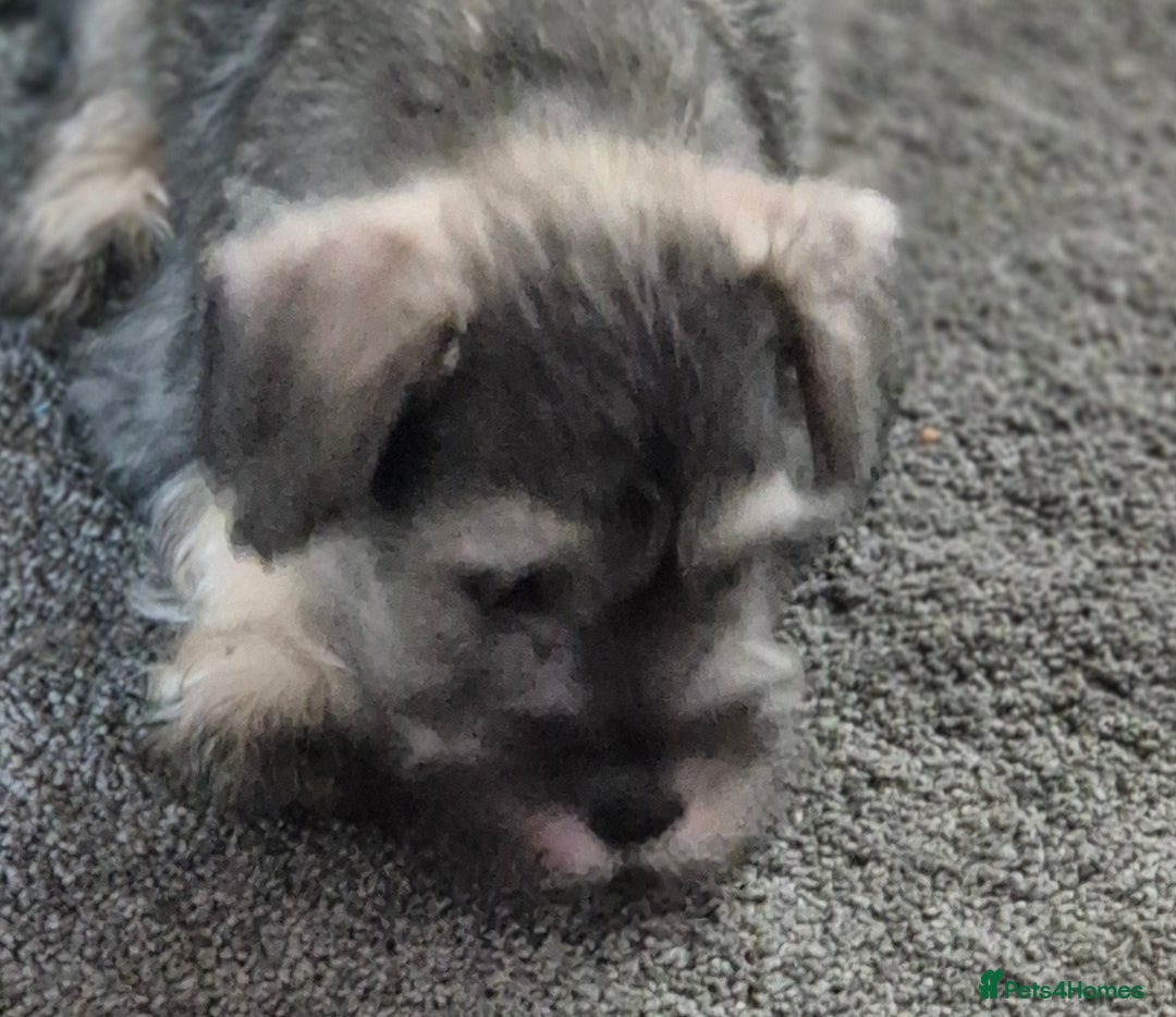 Miniature Schnauzer dogs for sale: All pups sold. Thank you - Advert 14