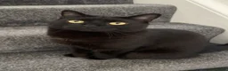 Mixed Breed cats for sale: Merlin in Wigan - Advert 2
