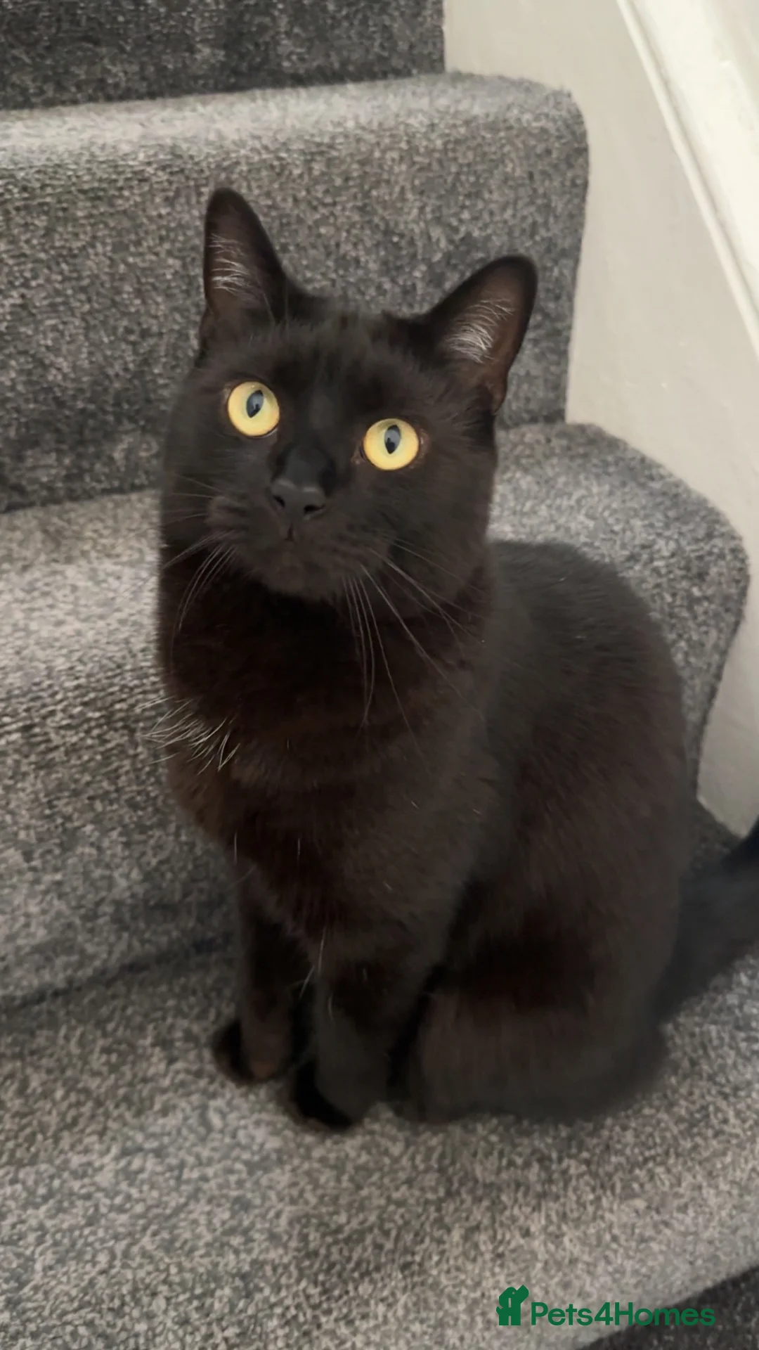 Mixed Breed cats for sale: Merlin in Wigan - Advert 2