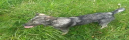 Mixed Breed dogs for sale: Mixed Breed Female Looking For Forever Home - Advert 3