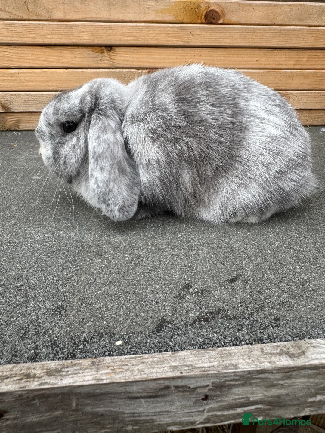 Mini Lop rabbits for sale: Magpie mini lop doe - Advert 3