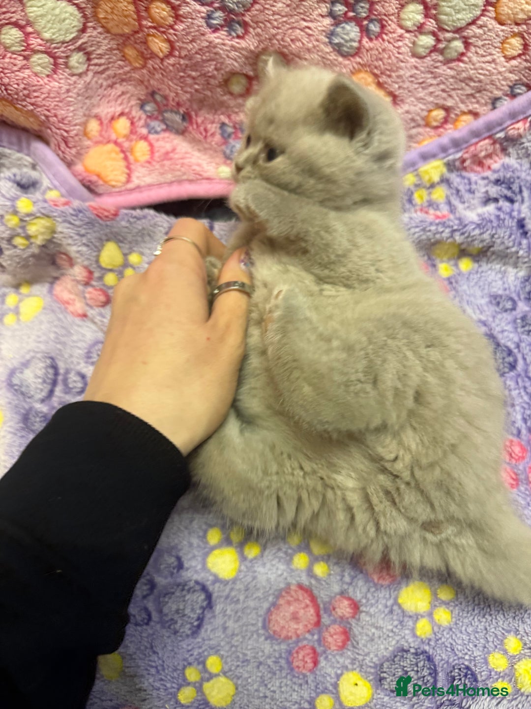 British Shorthair cats for sale: Champion Line British Shorthair Kittens - Advert 5