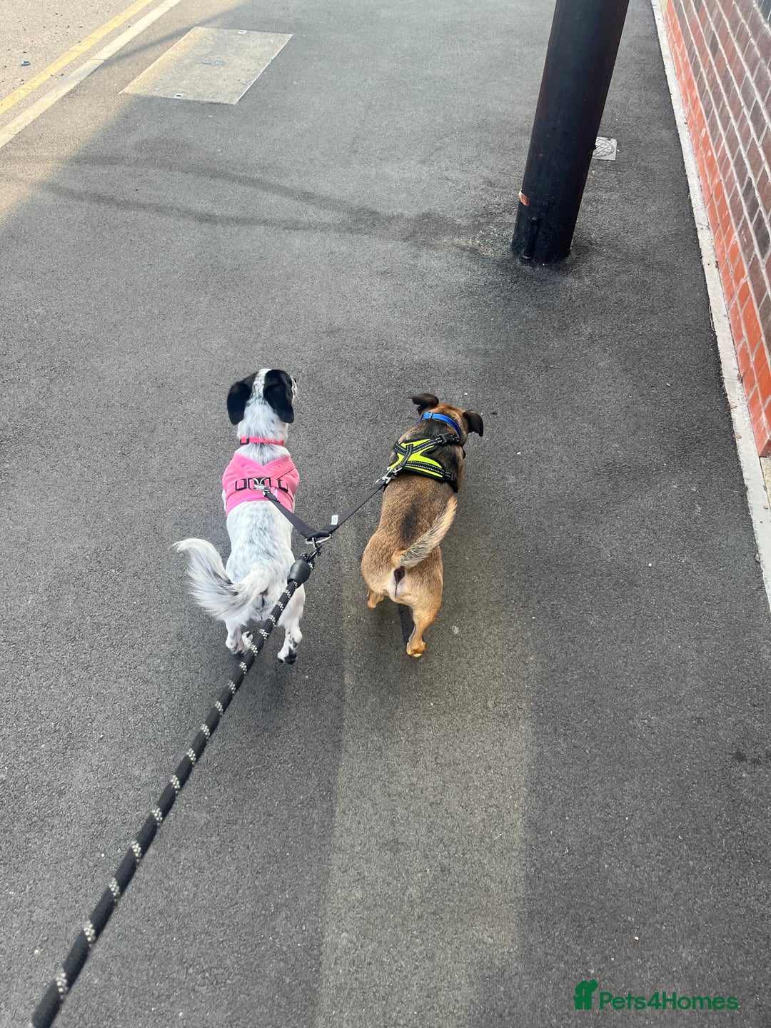 Mixed Breed dogs for sale: Jack Russell Cross - Advert 5