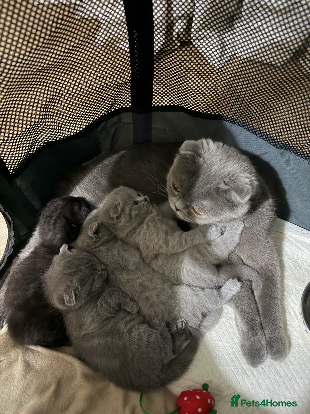 Scottish Fold cats for sale: 3 male Scottish fold kittens - Advert 3