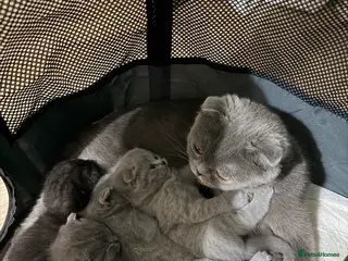 Scottish Fold cats 3 male Scottish fold kittens - Advert 3
