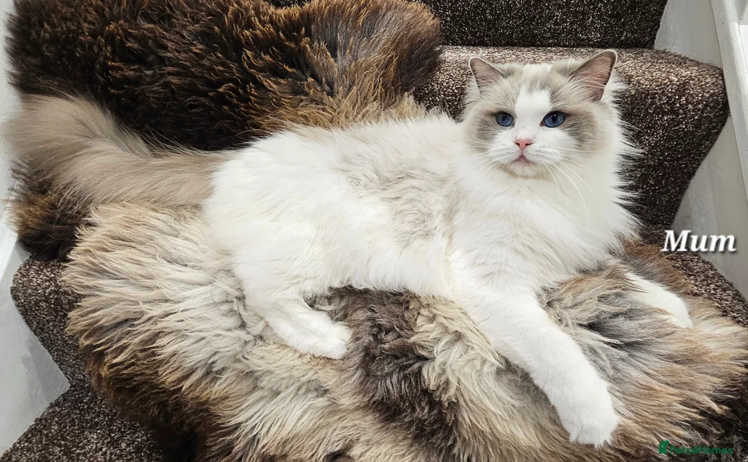Ragdoll cats for sale: BOY ACTIVE GCCF  - Advert 7