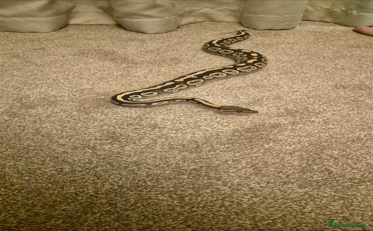 Python Snake reptiles Female ball python  - Advert 3