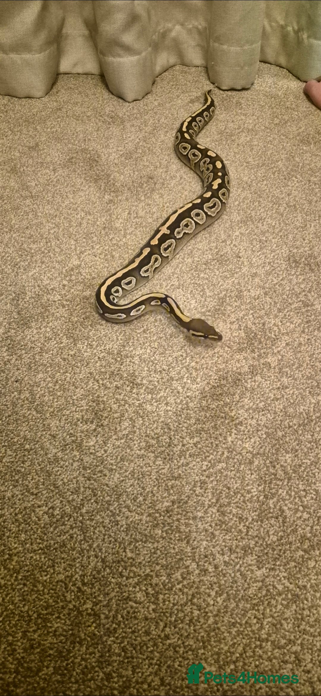 Python Snake reptiles for sale: Female ball python  - Advert 1