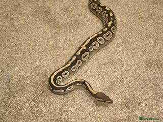 Python Snake reptiles Female ball python - Advert 12