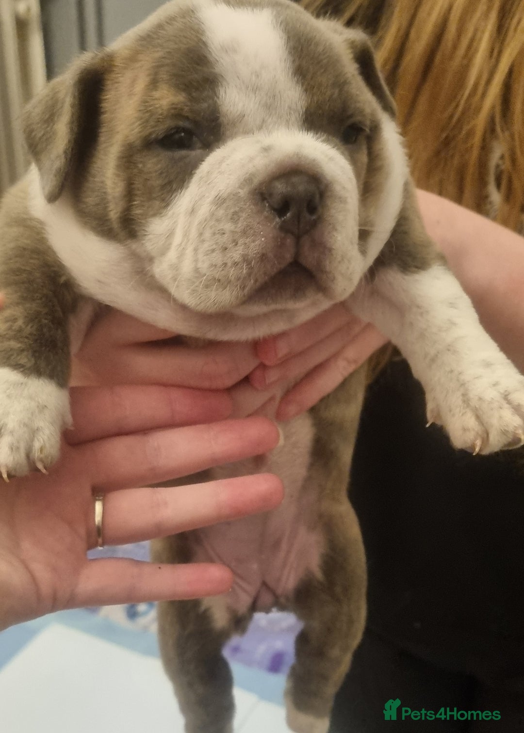 American Bully dogs for sale: 4 pocket bully pups. - Advert 14