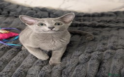 Russian Blue cats for sale: Stunning Russian Blue babies  in Huddersfield - Image 18
