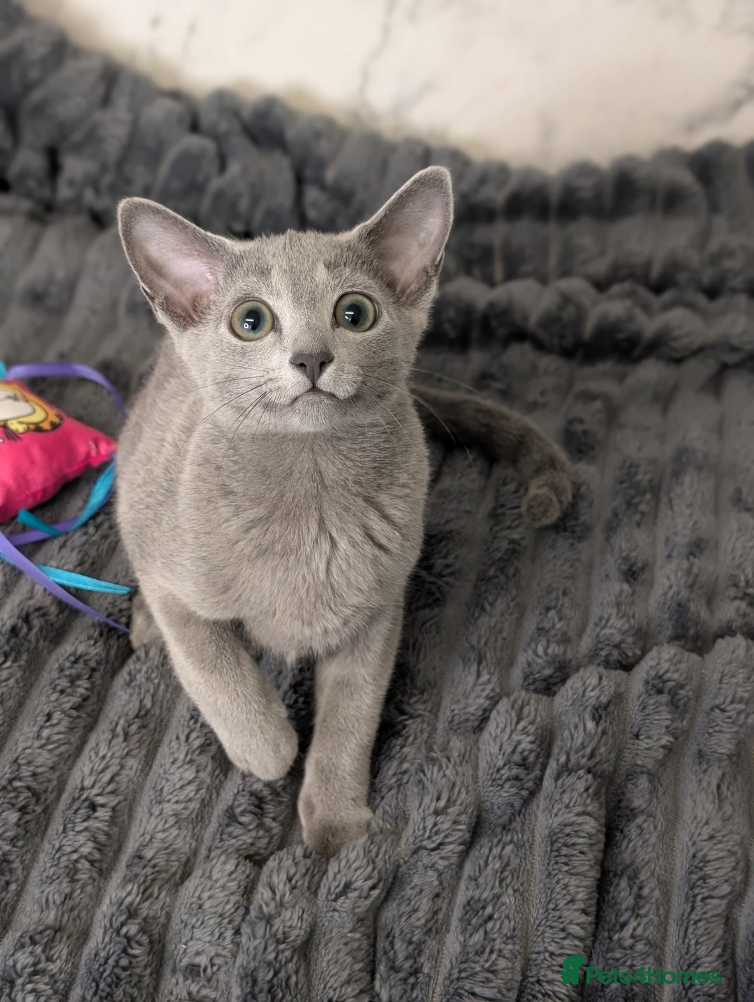 Russian Blue cats for sale: Stunning Russian Blue babies  in Huddersfield - Image 18