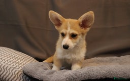 Welsh Corgi Pembroke dogs for sale: Stunning 33 Generation KC Pembroke Corgi Pups - Image 4