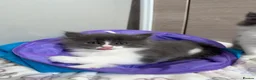 Norwegian Forest Cat cats for sale: Norwegian forest cat cross with Persian mixed  - Advert 12