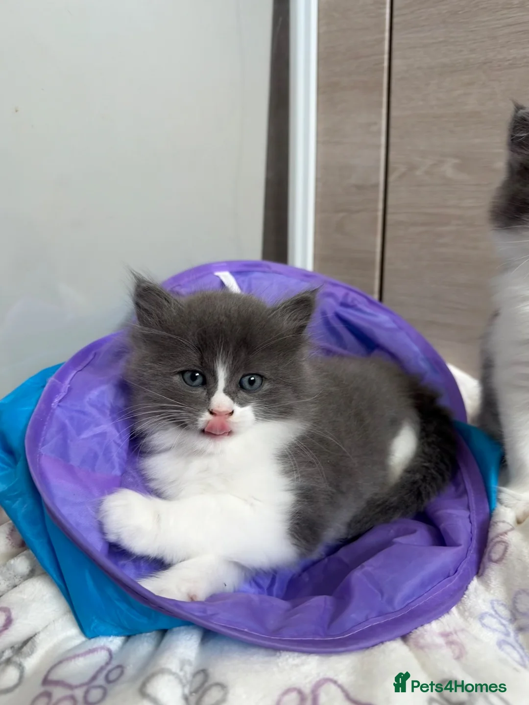 Norwegian Forest Cat cats for sale: Norwegian forest cat cross with Persian mixed  - Advert 12