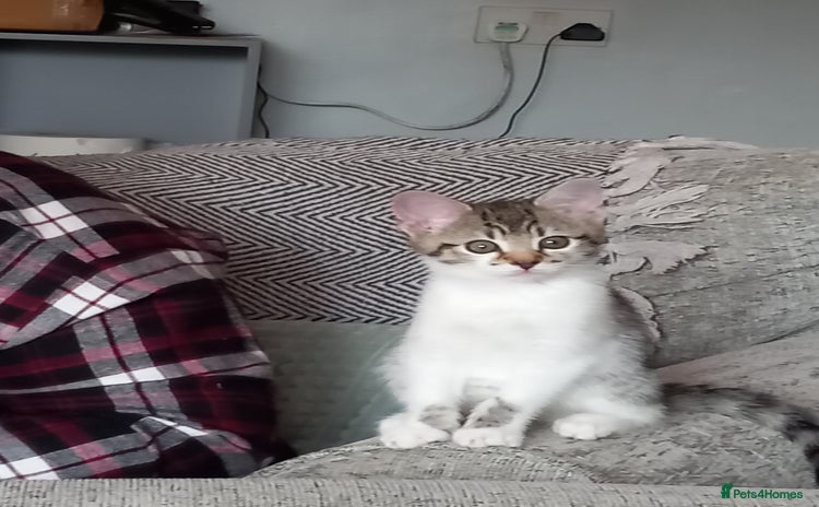 Mixed Breed cats - Advert 7